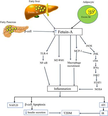 The structure, biosynthesis, and biological roles of fetuin-A: A review